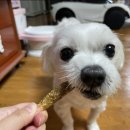 멍멍바개뜨 이미지