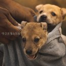 펫탑클래스애견호텔&미용