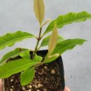 조슈아농장 이미지