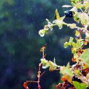 꽃며느리 이미지