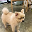 영희와바둑이 애견미용샵 이미지