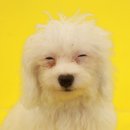 돈워리독 이미지