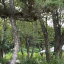 고양원당67 | 배다골베이커리하우스 원당카페 수국맛집 생망고빙수 망고맛집 주차장 각종할인정리