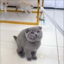 캣스토리 고양이분양 일산본점 이미지