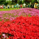 봄꽃 만개한 춘천 화목원 이미지