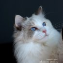 마론도리스(Marondollis) 이미지