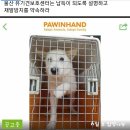 울산유기동물보호센터를 고발합니다 이미지