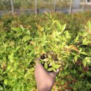 일선농장 이미지