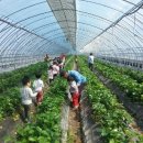 원광농장 이미지