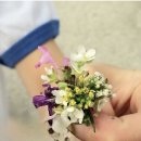 늦게 피는 꽃 이미지