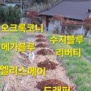 웨딩박스17(24.10.8~11.19)귀리파종, 12.13블루베리 식재 이미지