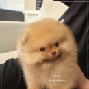 부산강아지분양 유독 이미지