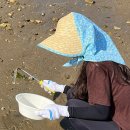 [당진] 1박2일 당진여행(2) 왜목마을-조개잡이 체험 후기(물때, 호미대여, 입장료)