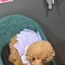 루비정