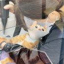 고양이 미용& 호텔 우연히, 캣 이미지