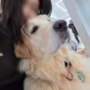 뭉스 | 서울 유일 골든리트리버 카페 :: 뭉스밸리 웨이팅한 후기 (골댕이 사진 다량보유)