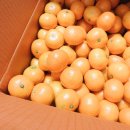 양지청과 이미지