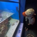 어부의정원 | [일본/오키나와여행] D+1 오키나와 북부, 어부식당 다이만부루, 츄라우미 수족관, 고릴라춉, 아메리칸...