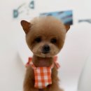 피카소 동물병원 미용 이미지