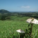 읍하목장 이미지