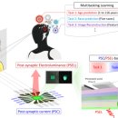 고려대학교 KU-KIST융합대학원 | 전기·빛 ‘이중 출력’ 인공시냅스로 AI 멀티태스킹