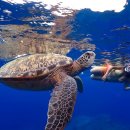 유영하는 언어-1 | 🐢 사이판 거북이호핑투어 완벽 가이드 | 사이판 자유여행 필수 액티비티 솔직 후기