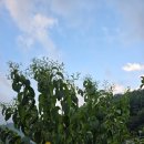 포포나무 민박 이미지