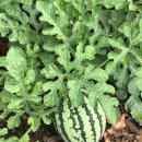 수연농장 이미지