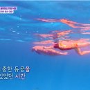 서민갈매기 | 톡파원 25시~ 일본 나고야 미식&amp;힐링투어, 필리핀 팔라완 랜선 여행, 이탈리아 피렌체