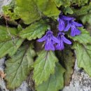 금란초교 이미지