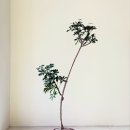 [경기/수원] 수원 플랜트샵 풀은 / 개업 화분, 집들이 선물 추천