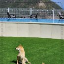 여수 스테이멍 애견펜션 이미지