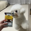 델리쿡 | 몽실이 눈물자국 걱정 끝? 델리쿡 오메가플러스 솔직후기｜강아지 저알러지사료 추천 (세미소프트 연어...