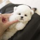 부산애견호텔 강아지유치원 펫퍼센트&코모네하우스 이미지