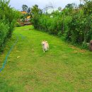 토토멍 애견풀빌라 이미지