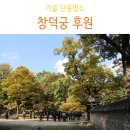 종로-연건-종로-연-471 | 창덕궁 후원 가을 단풍 명소 산책하기 (현장예매, 입장료)