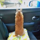 토깽이네 이미지