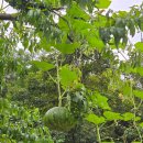 장흥힐링펜션 | 양주 장흥약수펜션, 가족과 함께한 수영장-계곡 물놀이 힐링 여행