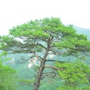 도락 이미지