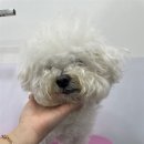 내동애견 이미지