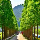 신발 벗고 힐링하세요… 예산 덕산, 숲과 흙이 만난 산책 코스 이미지