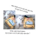 루루독 | 이즈칸(iskhan)독 소프트 살몬 강아지 사료 체험 후기