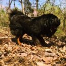 좋은켄넬 이미지