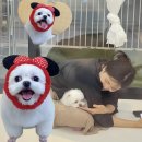 개예쁨 | [공지] 운정 애견미용실 개예쁨되자!