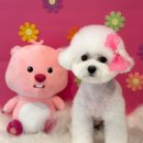 포레그스 이미지