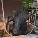 대지스파랜드 | 🐄예산 아그로랜드 - 목장 체험 안내 + 입장료 할인 정보 + 목장맵