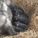 농장축산직거래 이미지