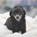 아이러브펫 동물병원 이미지