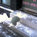 와뜨래요 이미지