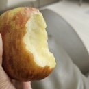 밀양 얼음골사과 부영농원, 사과 진짜 맛있어요!! #밀양얼음골사과 #부영농원